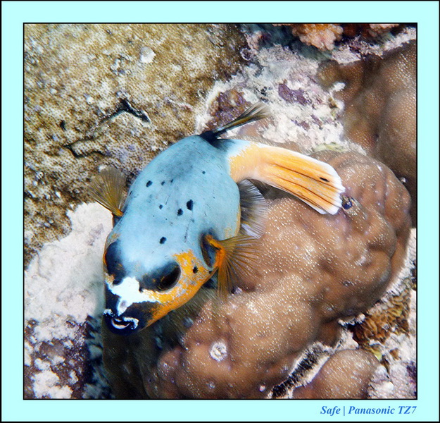 2011 - 08 - Borneo - Sipadan 113